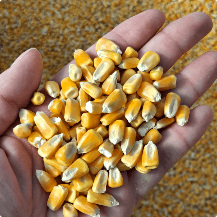 Cap-CO2-Solutions_About_Innovative-Technology_corn_scalable