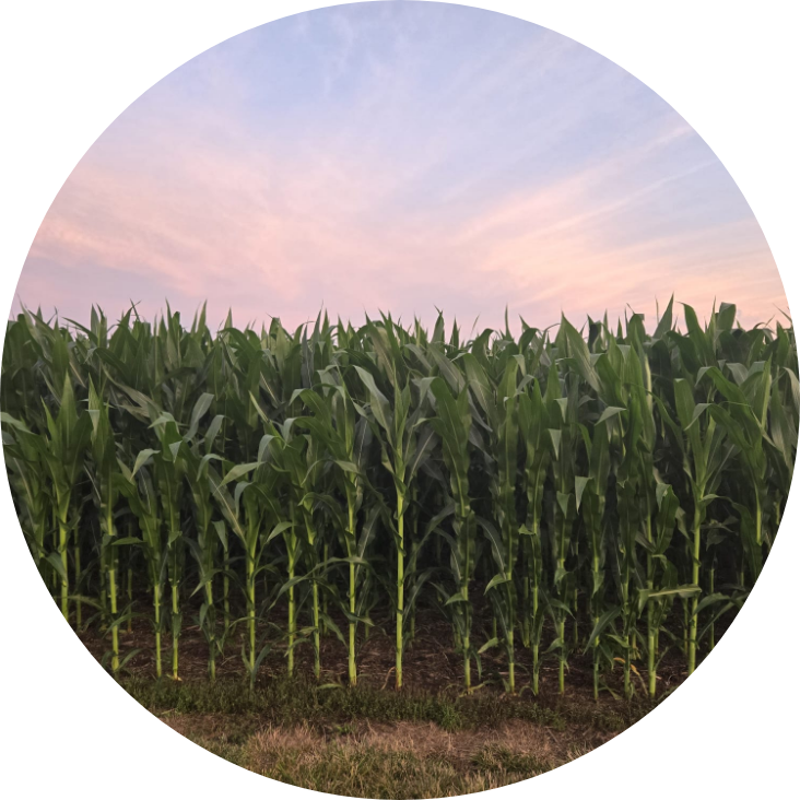 corn at sunset sally hart july 2025-1